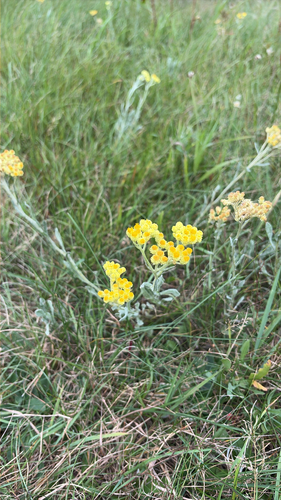 Dwarf Everlasting