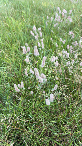 rabbitfoot clover