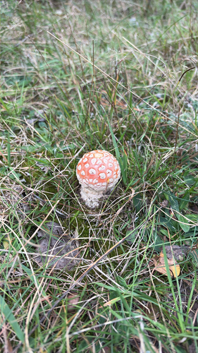 Fly Agaric