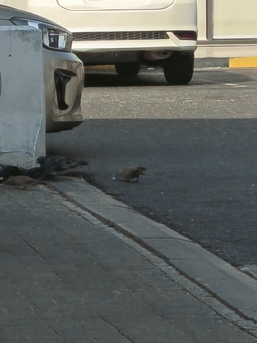 Eurasian Collared-Dove