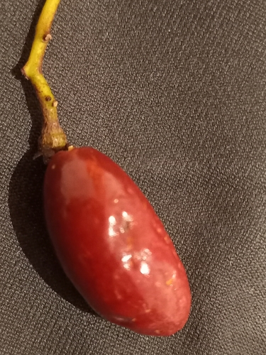 Planchonella costata