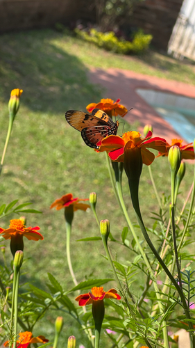 Natal Acraea