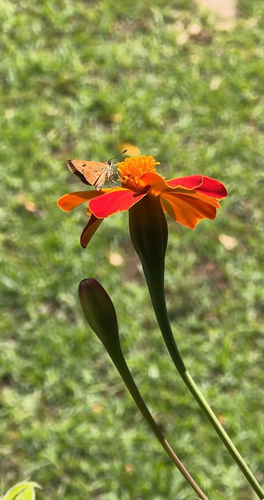 Axehead Skipper
