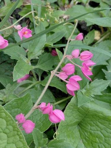 Coral Vine