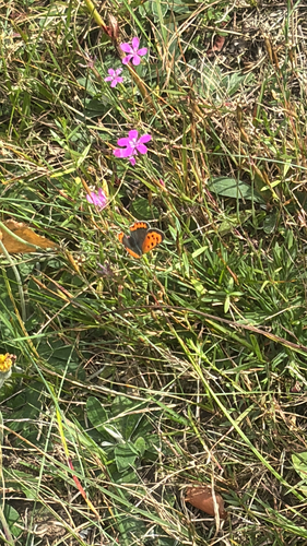 Small Copper