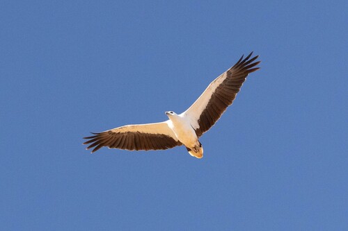 White-bellied Sea-Eagle