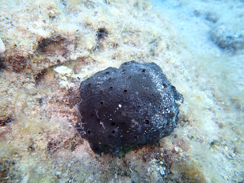 black leather sponge