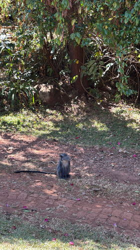 Blue Monkey