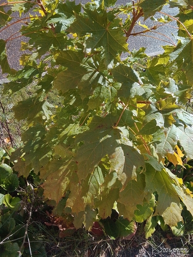 Norway maple