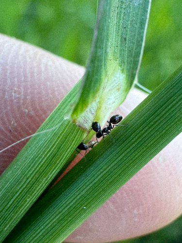 Monomorium ergatogyna