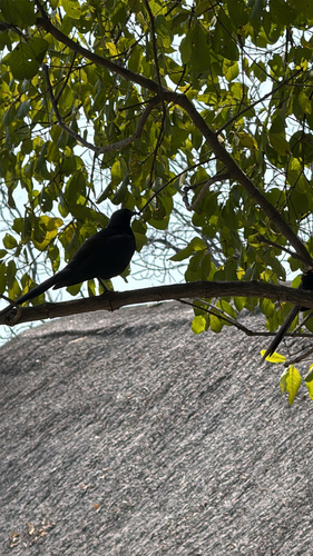 Meves's Starling