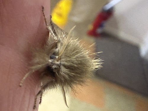 Browntail Gum Moth