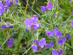 Echium plantagineum