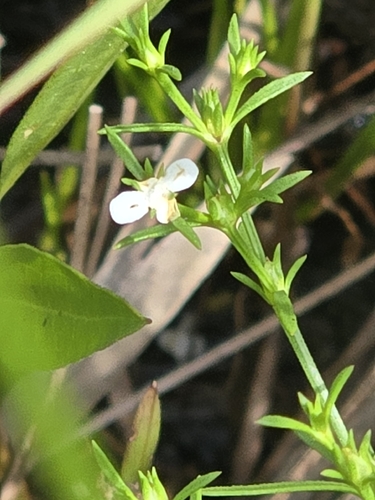 Polypremum procumbens, photograph 4