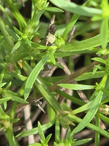 Polypremum procumbens, photograph 5