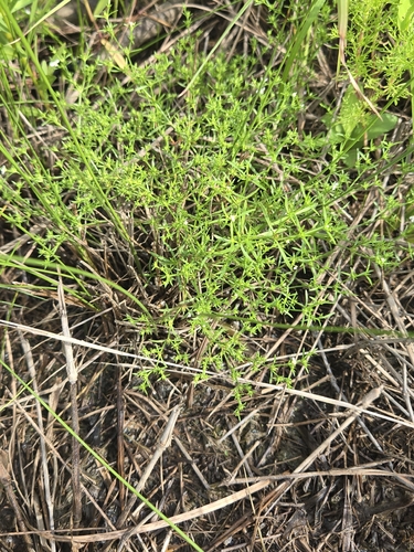 Polypremum procumbens, photograph 6
