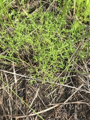 Polypremum procumbens, photograph author not stated, no rights reserved