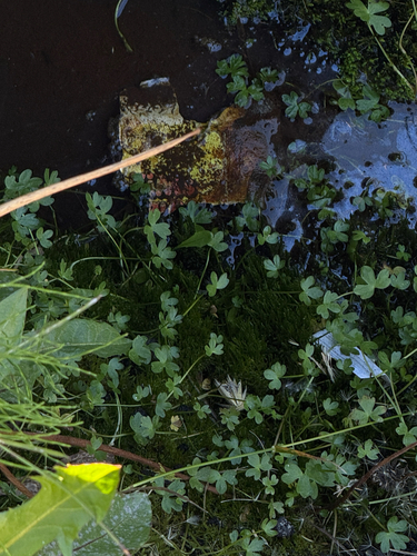 Ranunculus hyperboreus