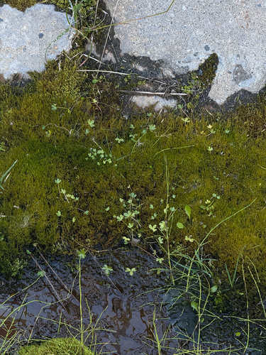 Ranunculus hyperboreus, photograph 2