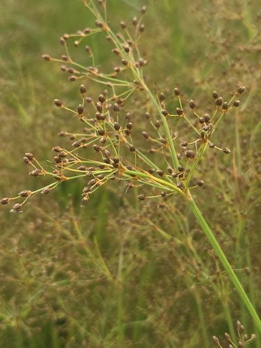 Fimbristylis littoralis, photograph 1