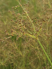 author not stated, no rights reserved Fimbristylis littoralis, photograph author not stated, no rights reserved
