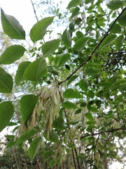 Fraxinus insularis