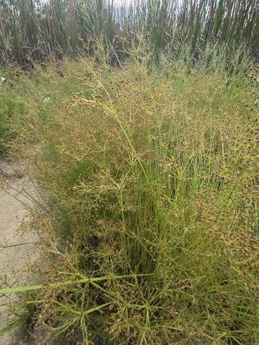 Fimbristylis littoralis, photograph 2