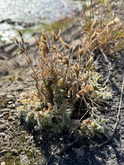 Cerastium alpinum, photograph (c) Ingvild Riska, some rights reserved (CC BY)