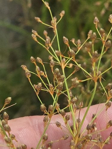 Fimbristylis littoralis, photograph 4