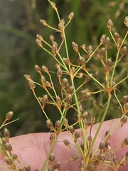 author not stated, no rights reserved Fimbristylis littoralis, photograph author not stated, no rights reserved