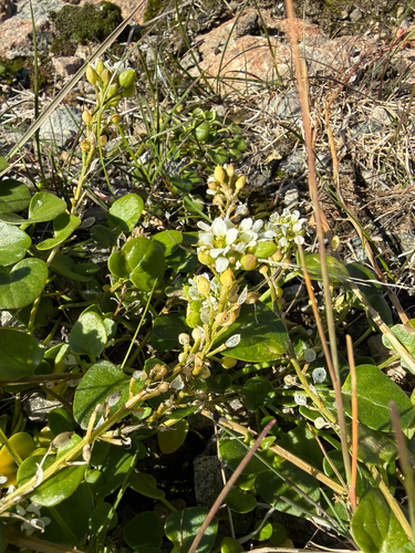 Cochlearia groenlandica, photograph 4