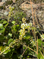 Cochlearia groenlandica, photograph (c) Ingvild Riska, some rights reserved (CC BY)