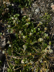 Cochlearia groenlandica, photograph (c) Ingvild Riska, some rights reserved (CC BY)