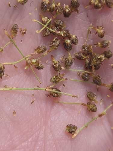 Fimbristylis littoralis, photograph 5