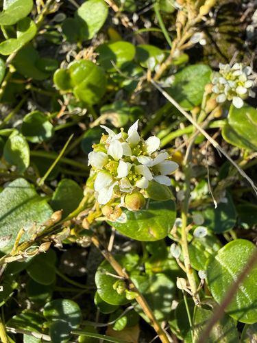 Cochlearia groenlandica, photograph 2