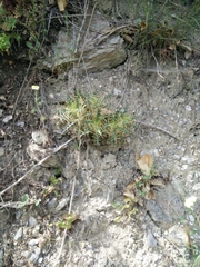 Ptilostemon hispanicus