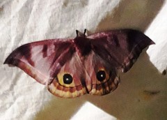 Automeris phrynon