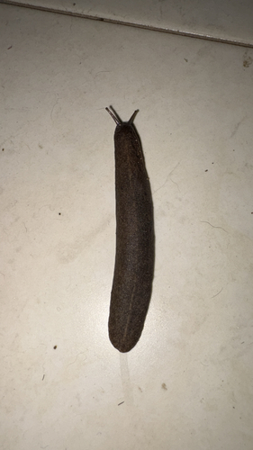 Tropical Leatherleaf Slug