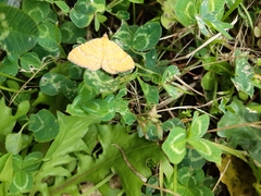 Camptogramma bilineata