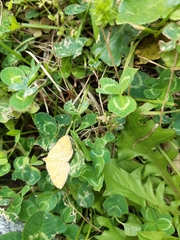 Camptogramma bilineata