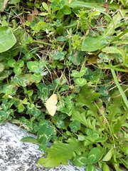 Camptogramma bilineata