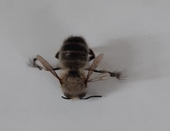 Anthophora plumipes