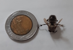 Anthophora plumipes