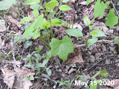 Menispermum dauricum