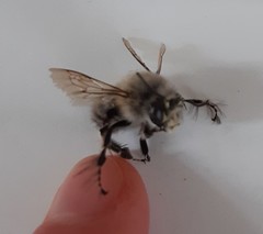 Anthophora plumipes