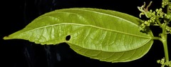 Celtis iguanaea