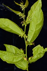 Celtis iguanaea