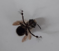 Anthophora plumipes