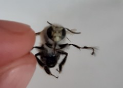 Anthophora plumipes