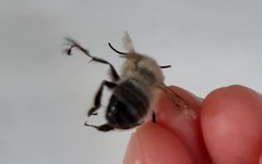 Anthophora plumipes